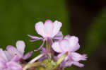 Small purple fringed orchid <BR>Lesser purple fringed orchid